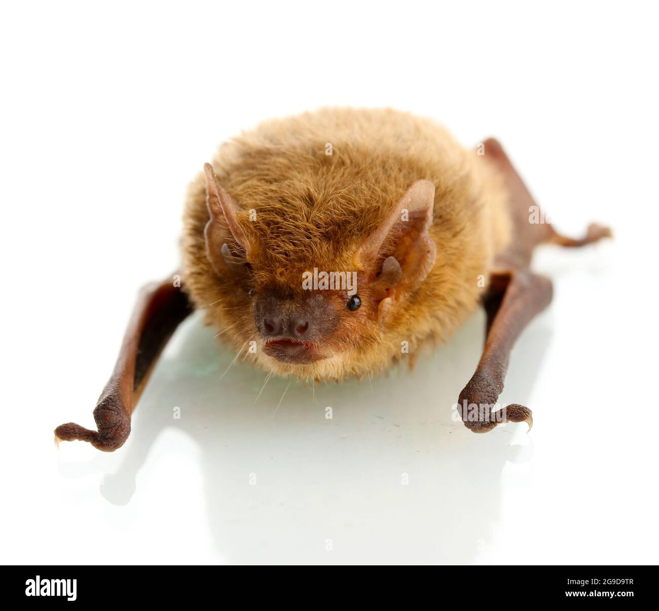 murciélago pequeño, aislado sobre blanco Fotografía de stock - Alamy