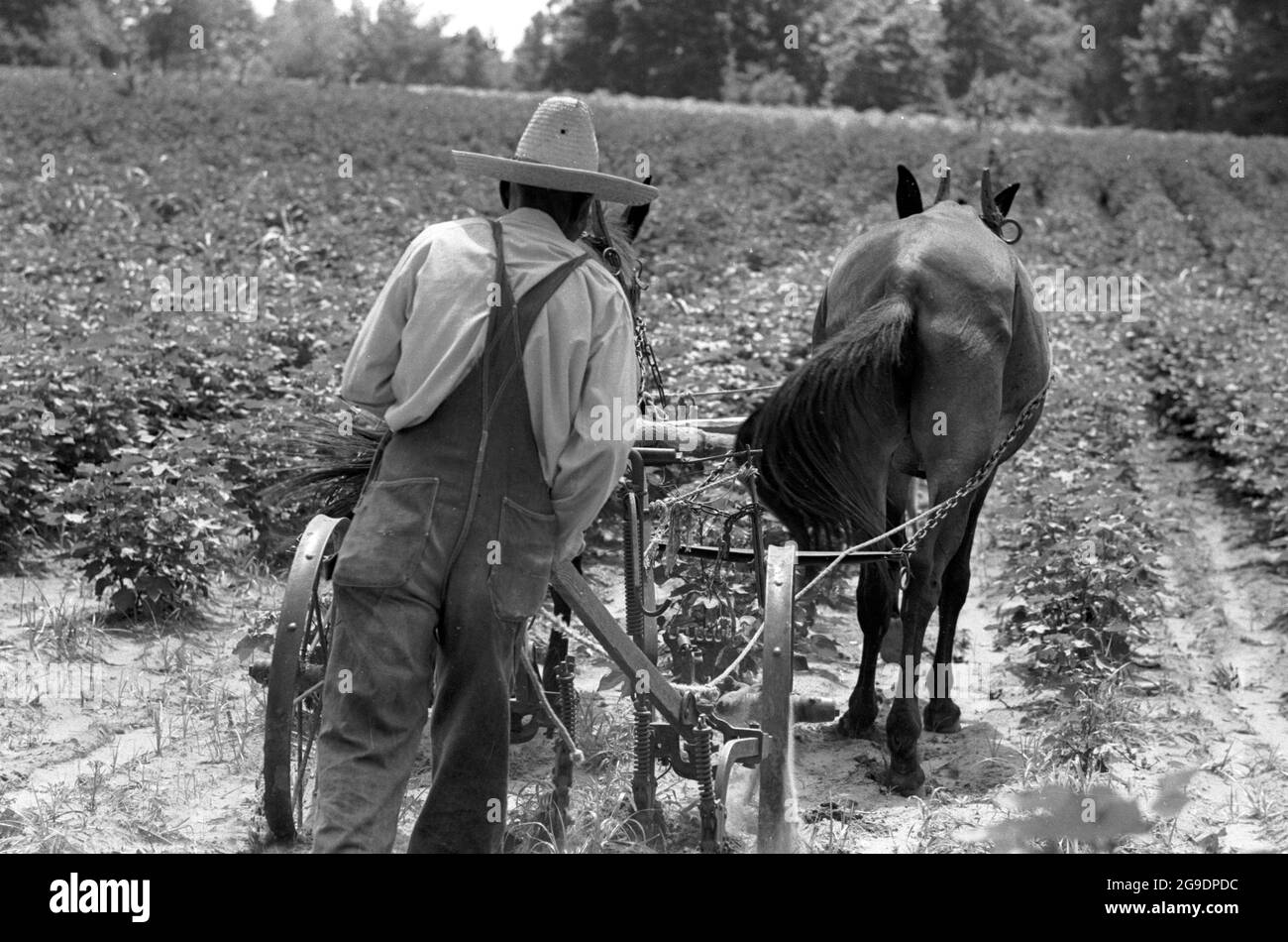 Fundada por Albert Turner en 1967 como un empuje económico para permitir a los sureños negros poseer y mantener sus propias tierras, la Asociación Cooperativa de Agricultores del Suroeste de Alabama fue la primera empresa cooperativa agrícola de propiedad negra. Se trataba de un desarrollo importante, pero en gran medida pasado por alto, de los derechos civiles en el sur profundo. Foto de stock