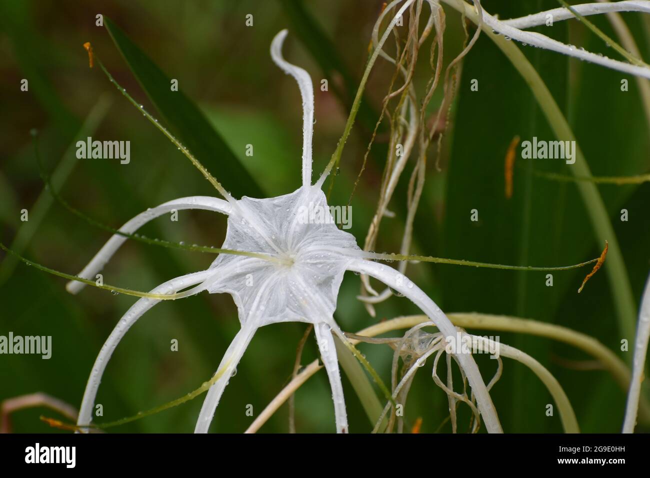 Flor de pantano blanco en el pantano con rocío después de una lluvia. Lirio  nativo de la Florida, lirio de cocodrilo es una herbácea perenne de 2 pies  o menos de altura,