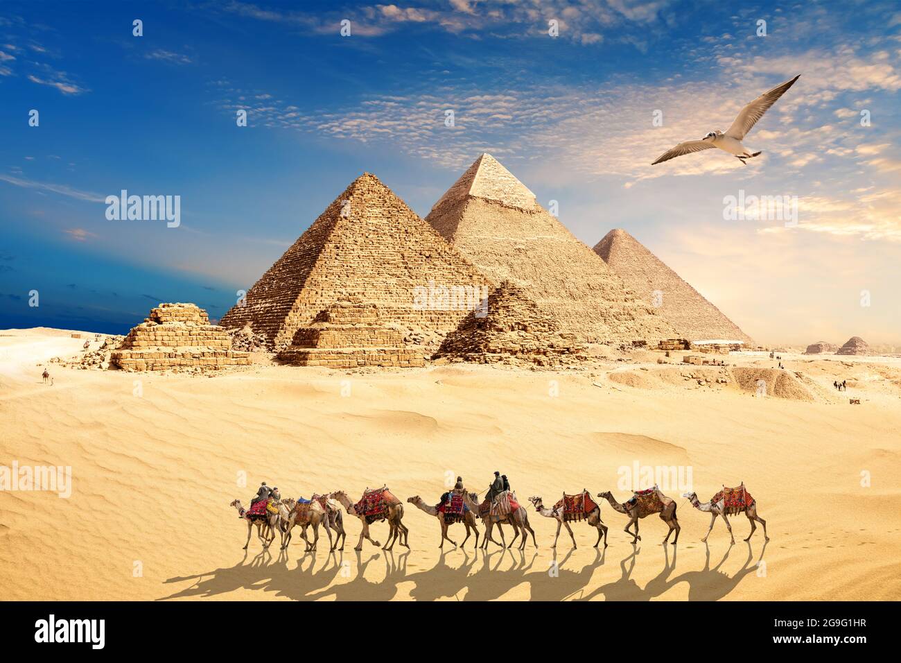 Una gaviota vuela por la caravana de camellos con beduinos cerca de las Pirámides de Egipto en el desierto de Giza Foto de stock