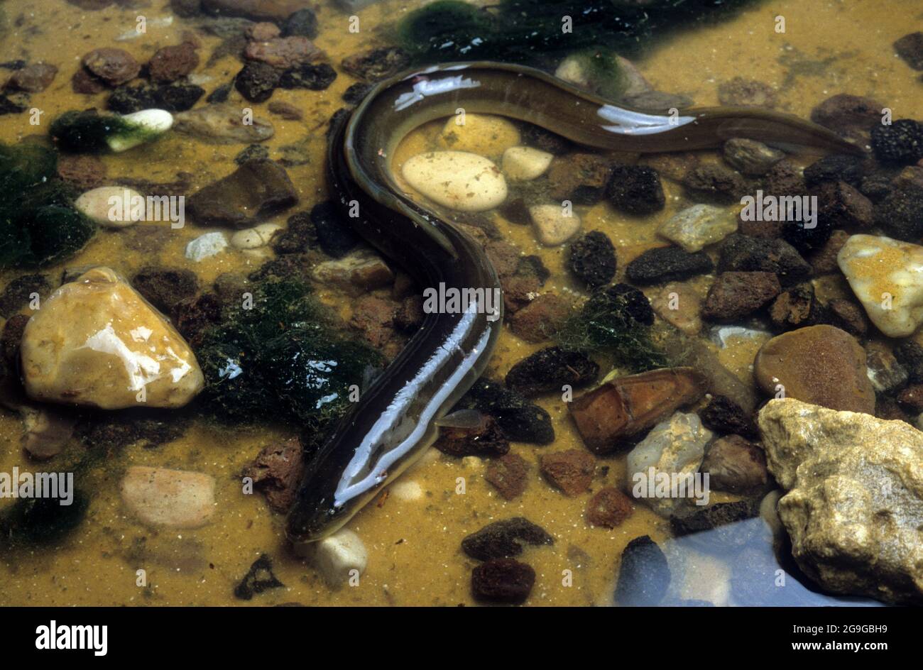 Anguila nadando en el agua Foto de stock