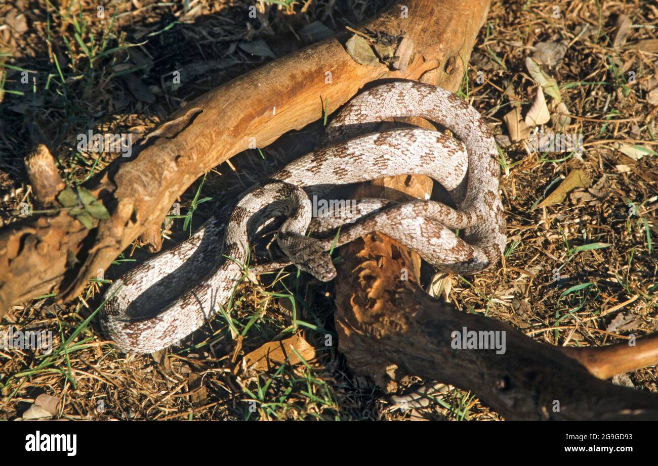 La serpiente ratsnake gris o serpiente rata gris (Pantherophis spiloides), también conocida comúnmente como la serpiente ratsnake central, serpiente de pollo, serpiente ratsnake de midland, o piloto b. Foto de stock