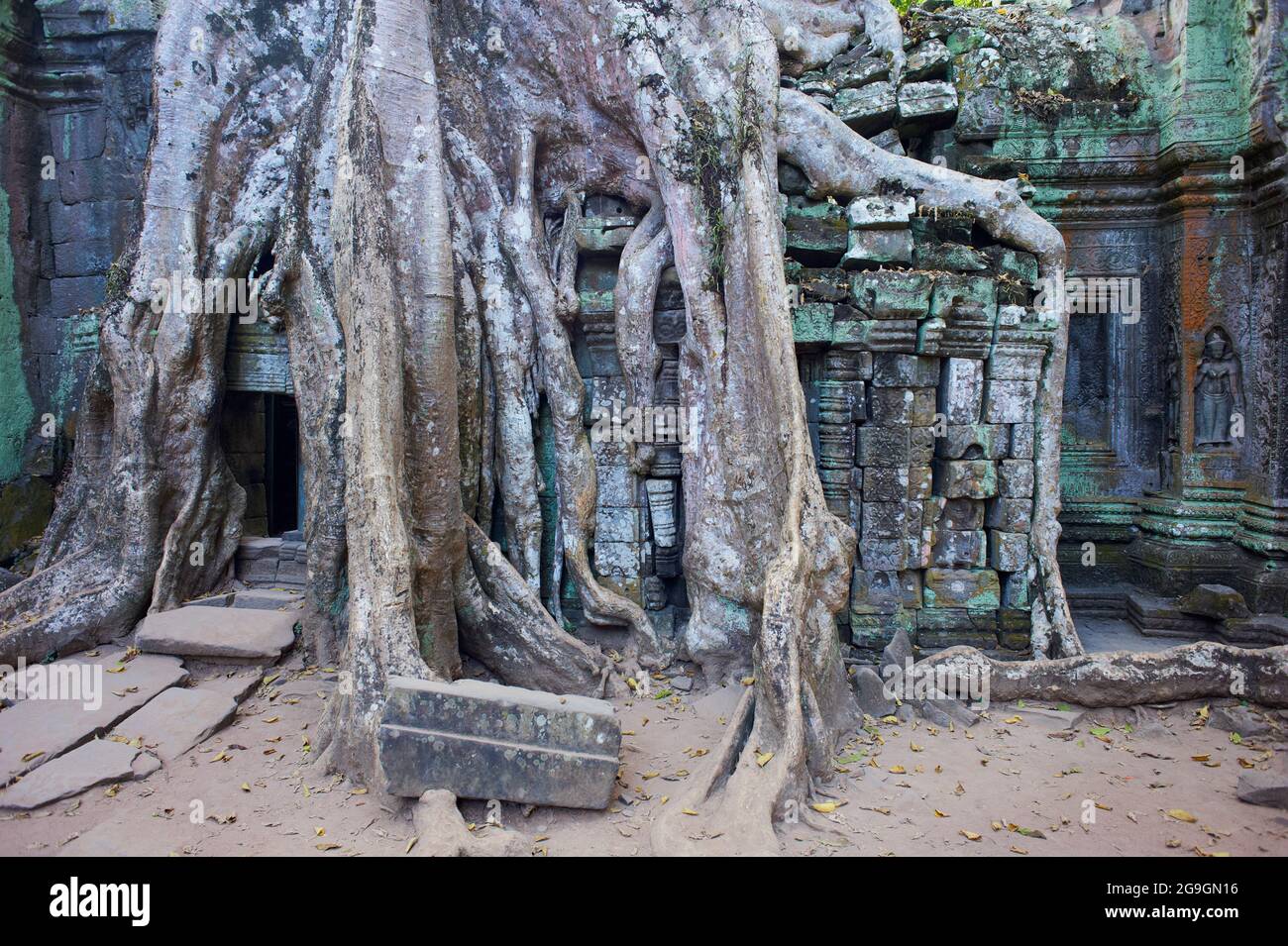 Sudeste de Asia, Camboya, provincia de Siem Reap, sitio de Angkor, patrimonio mundial de la Unesco desde 1992, Ta Prohm templo construido en 1186 por el rey Jayavarman VI Foto de stock