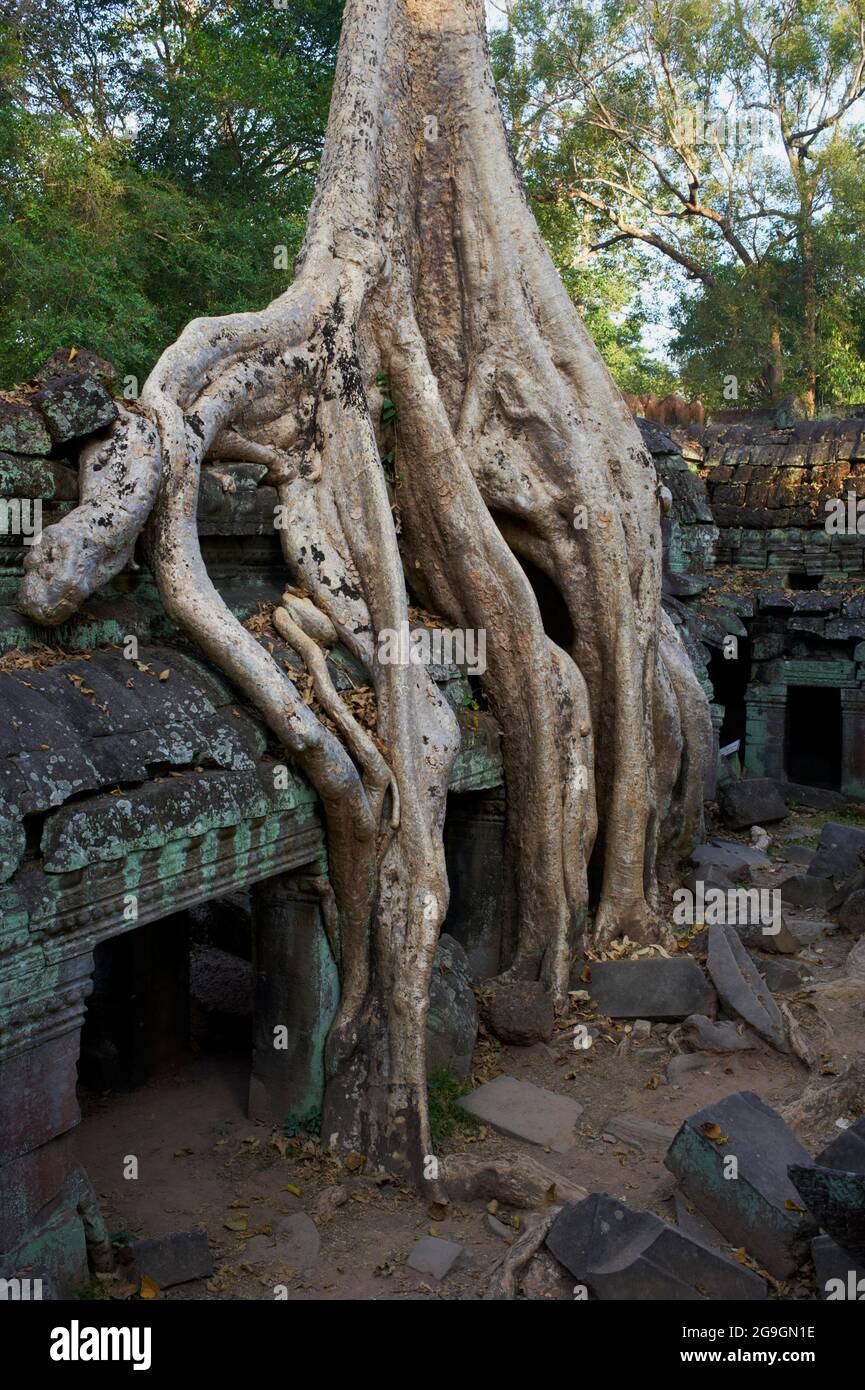 Sudeste de Asia, Camboya, provincia de Siem Reap, sitio de Angkor, patrimonio mundial de la Unesco desde 1992, Ta Prohm templo construido en 1186 por el rey Jayavarman VI Foto de stock