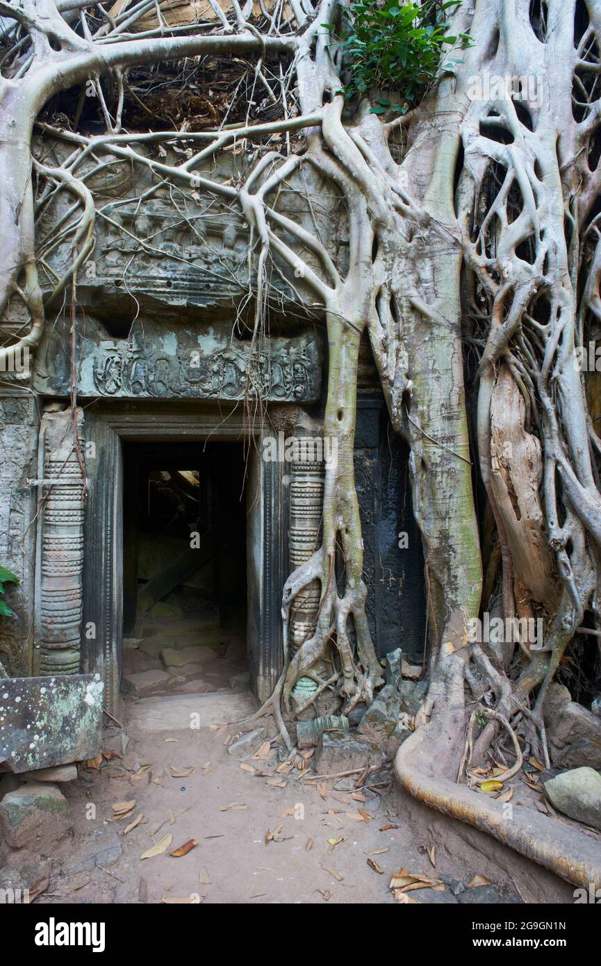 Sudeste de Asia, Camboya, provincia de Siem Reap, sitio de Angkor, patrimonio mundial de la Unesco desde 1992, Ta Prohm templo construido en 1186 por el rey Jayavarman VI Foto de stock