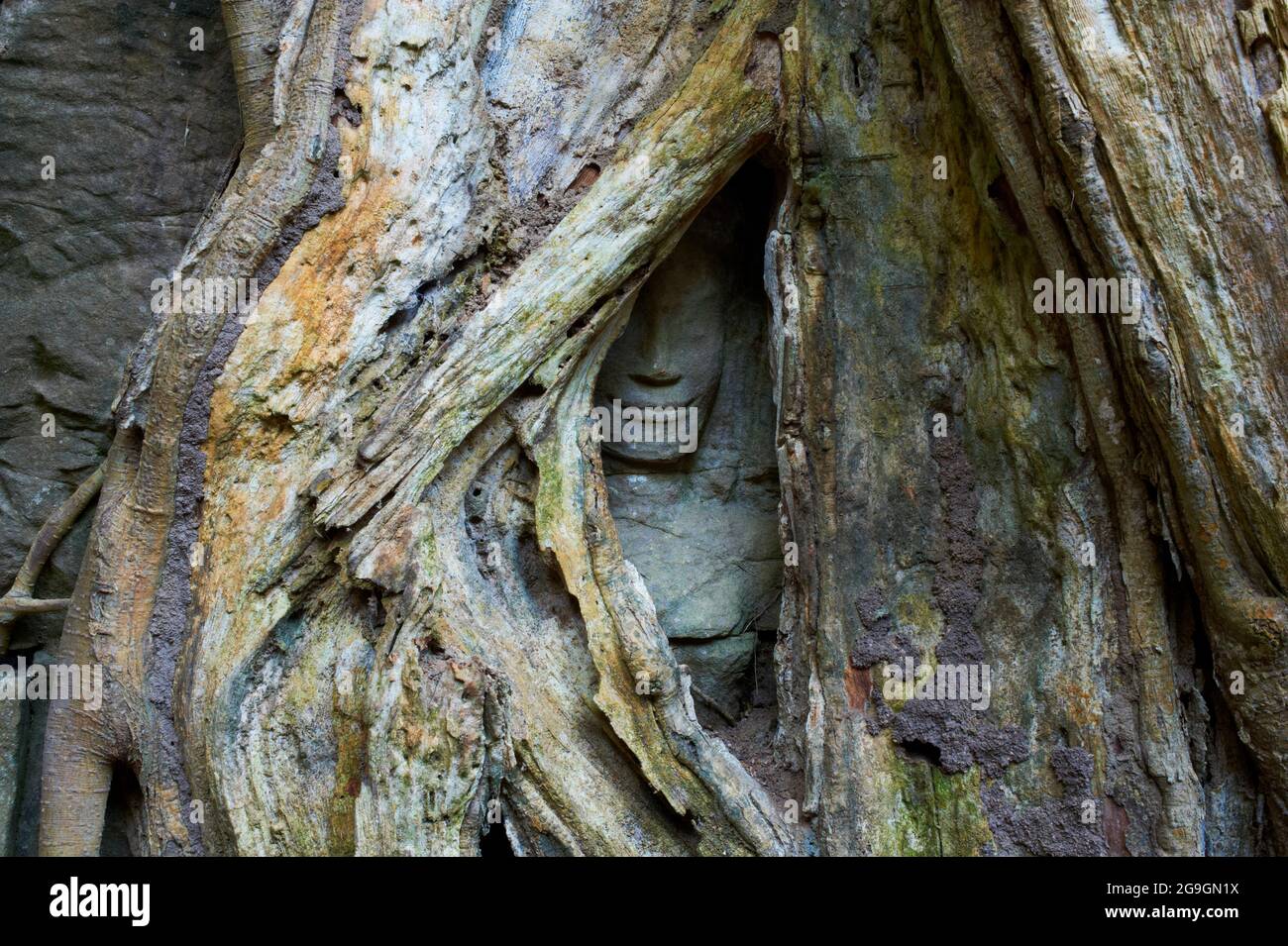 Sudeste de Asia, Camboya, provincia de Siem Reap, sitio de Angkor, patrimonio mundial de la Unesco desde 1992, Ta Prohm templo construido en 1186 por el rey Jayavarman VI Foto de stock