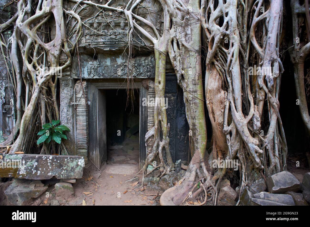 Sudeste de Asia, Camboya, provincia de Siem Reap, sitio de Angkor, patrimonio mundial de la Unesco desde 1992, Ta Prohm templo construido en 1186 por el rey Jayavarman VI Foto de stock