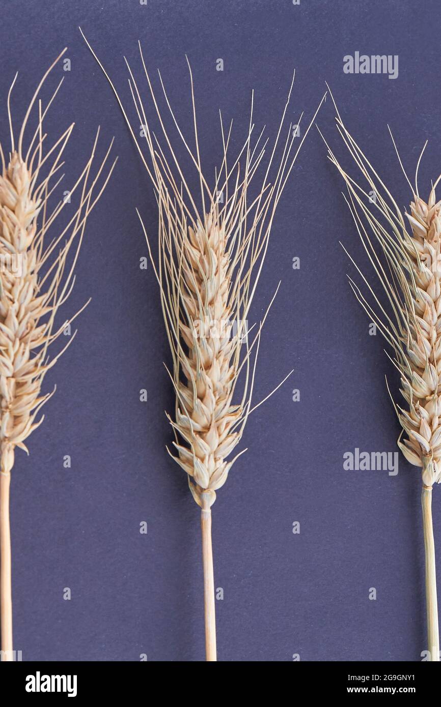 Espigas secas de trigo como fondo, primer plano Fotografía de stock - Alamy