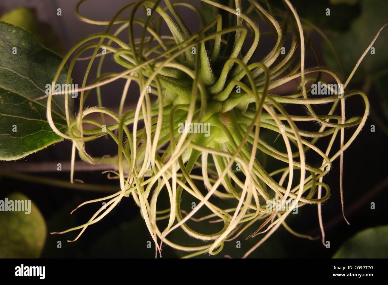 Die Makro-Aufnahme zeigt beeindruckende details der Clematis-Blüte (Klematis, Waldrebe) Foto de stock