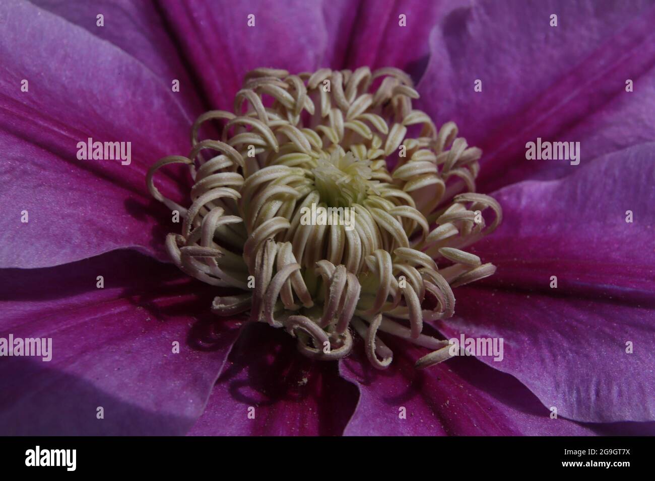 Die Makro-Aufnahme zeigt beeindruckende details der Clematis-Blüte (Klematis, Waldrebe) Foto de stock