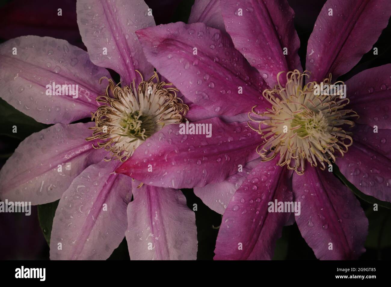 Die Makro-Aufnahme zeigt beeindruckende details der Clematis-Blüte (Klematis, Waldrebe) Foto de stock