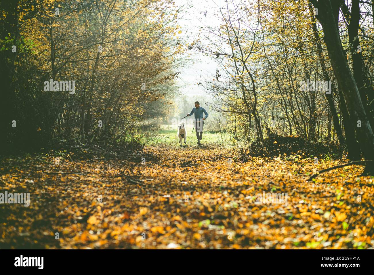 feliz perro y hombre jugando en el bosque de otoño Foto de stock
