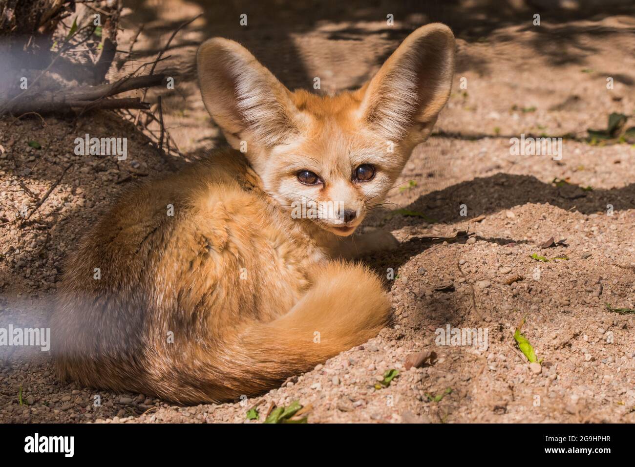 Fennec zorro o zorro desierto, lindo zorro durmiendo rizado Foto de stock