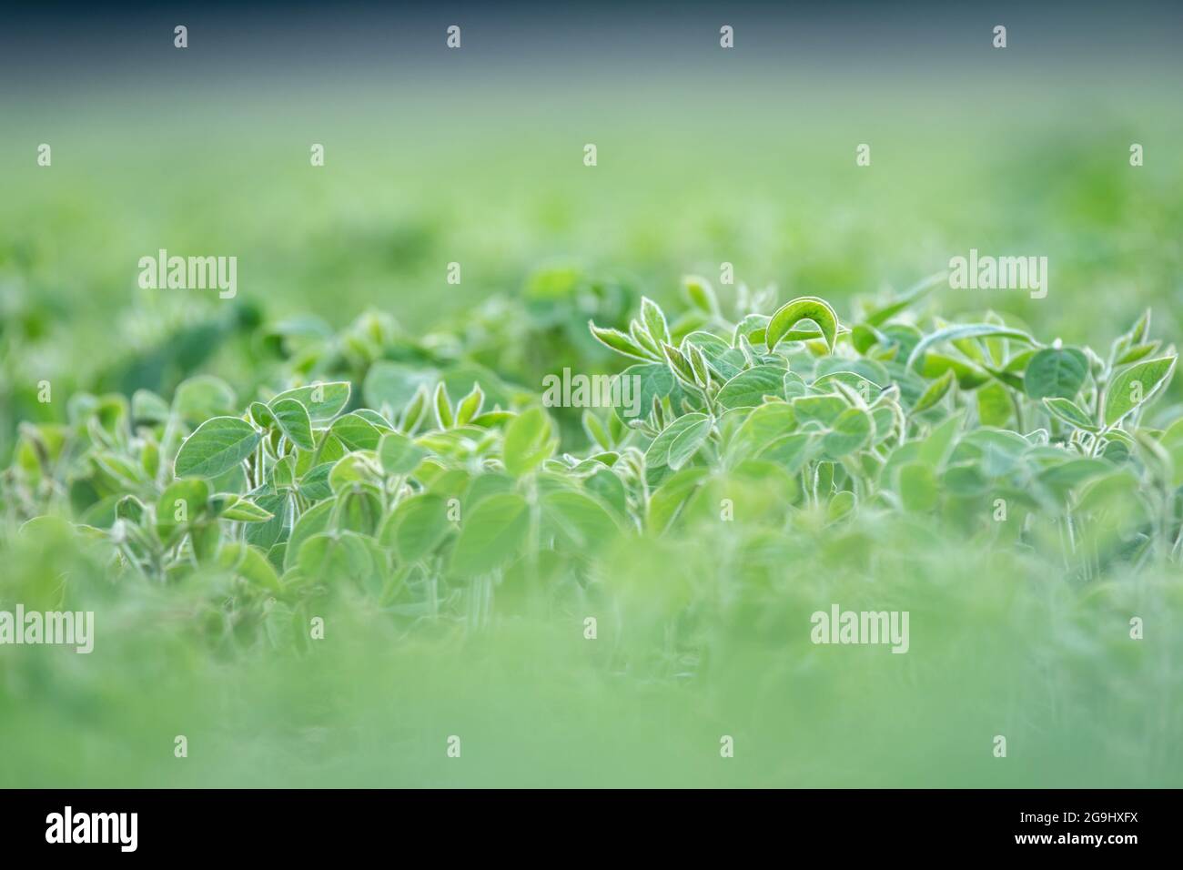 Plantas de soja que crecen en un campo de soja, profundidad de campo poco profunda Foto de stock