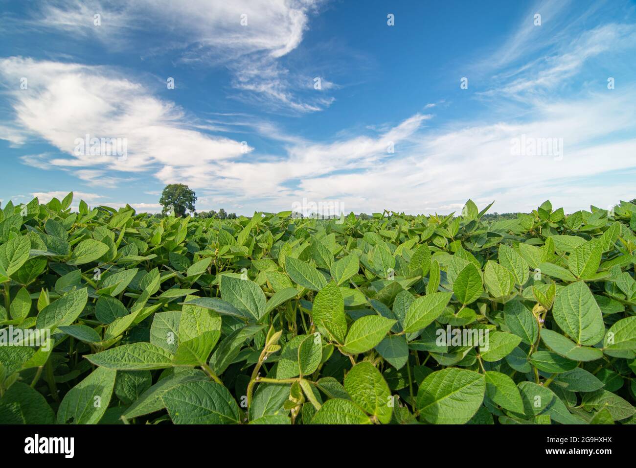 Primer plano de las plantas de soja que crecen en un campo de soja durante un día soleado y brillante Foto de stock