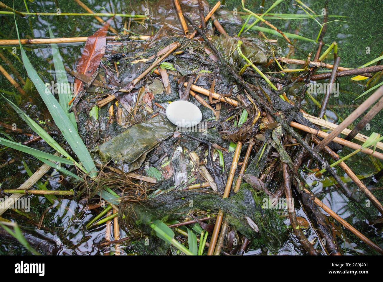 Gran Crested Grebe, Podiceps cristatus, huevo en nido flotante, Brent Reservoir, Londres, Reino Unido Foto de stock