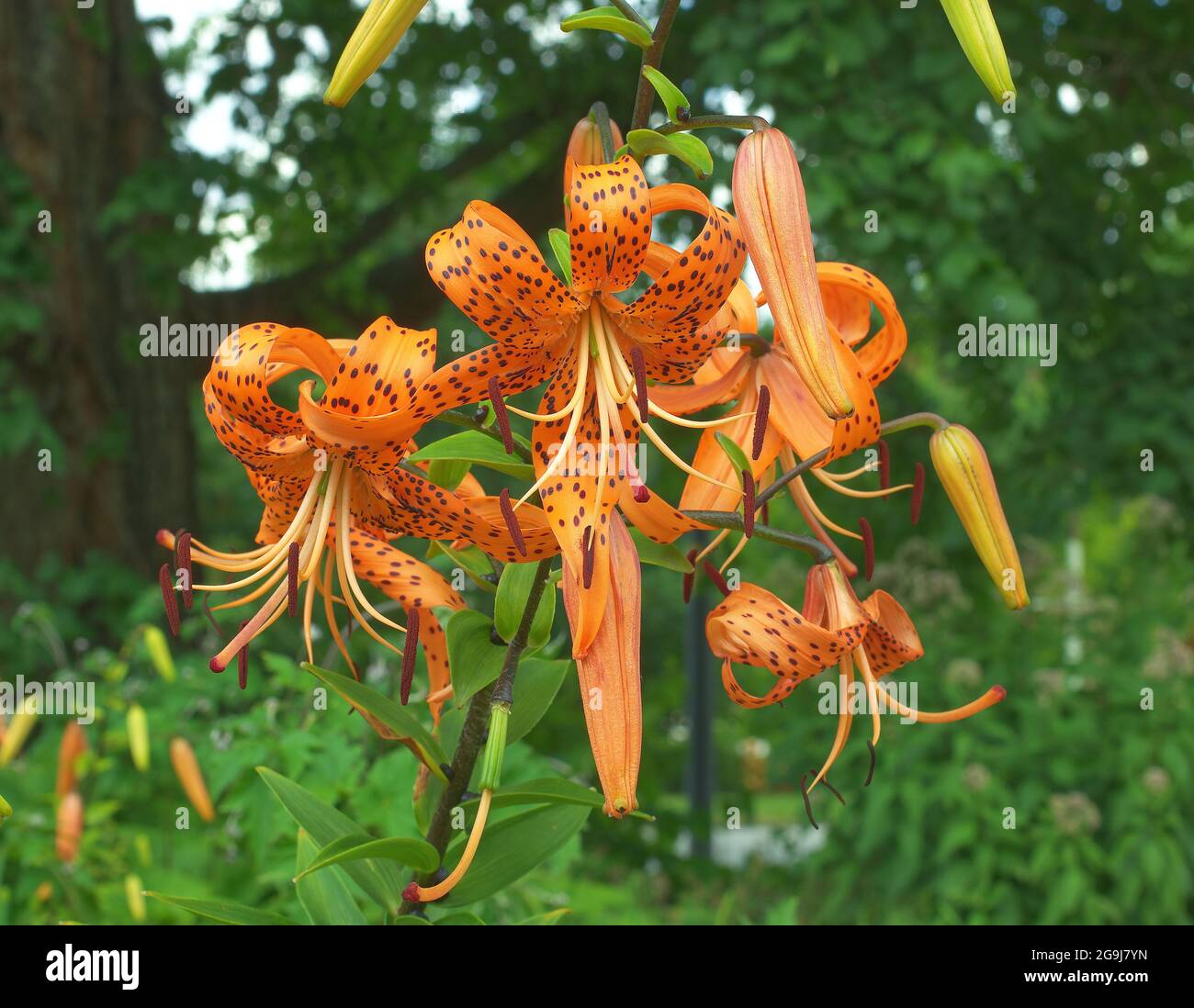 Lilium lancifolium, plantas florecientes de lirio tigre en el parque.  Flores de color naranja con puntos negros Fotografía de stock - Alamy