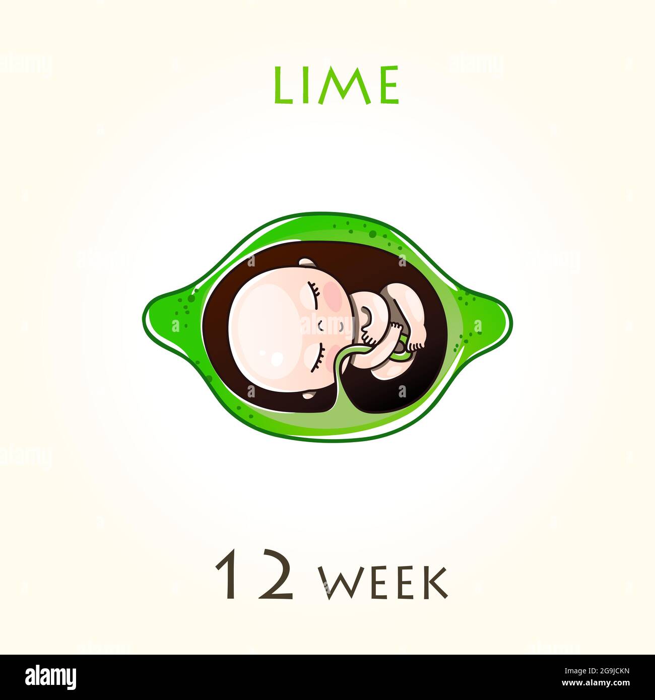 Etapas de desarrollo del embarazo, el tamaño del embrión durante semanas.  Feto humano dentro del útero. 12 semanas de 42 semanas de embarazo. Ilustre  vectorial Imagen Vector de stock - Alamy