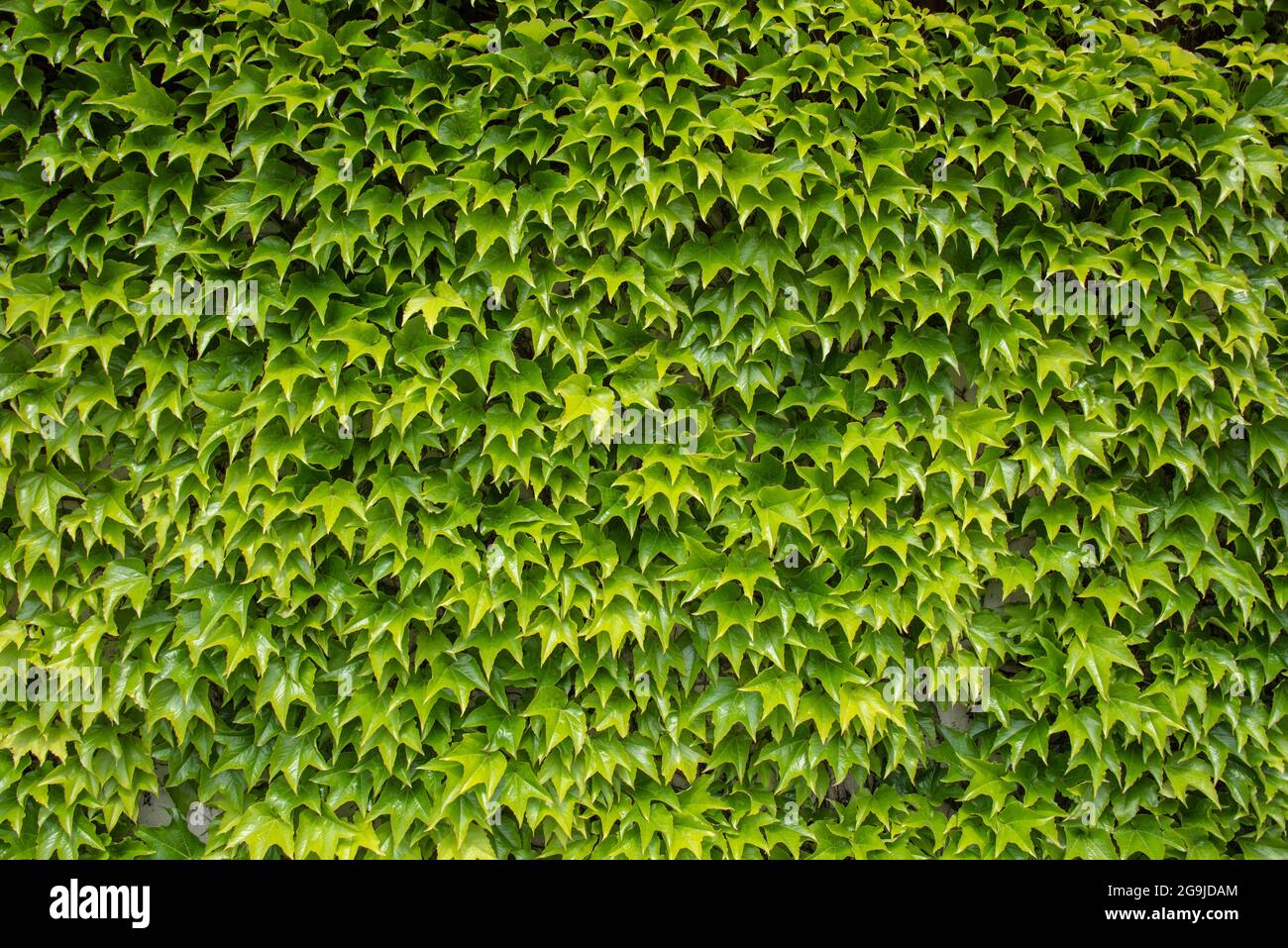 una pared con hojas verdes de una planta de vid trepadora Foto de stock