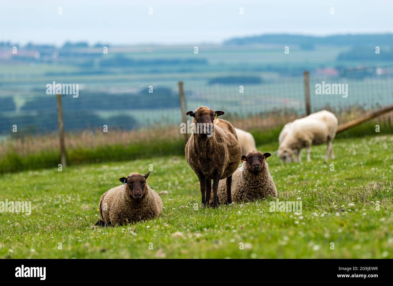 Oveja Shetland en campo verde con corderos gemelos de seis meses de antigüedad, East Lothian, Escocia, Reino Unido Foto de stock