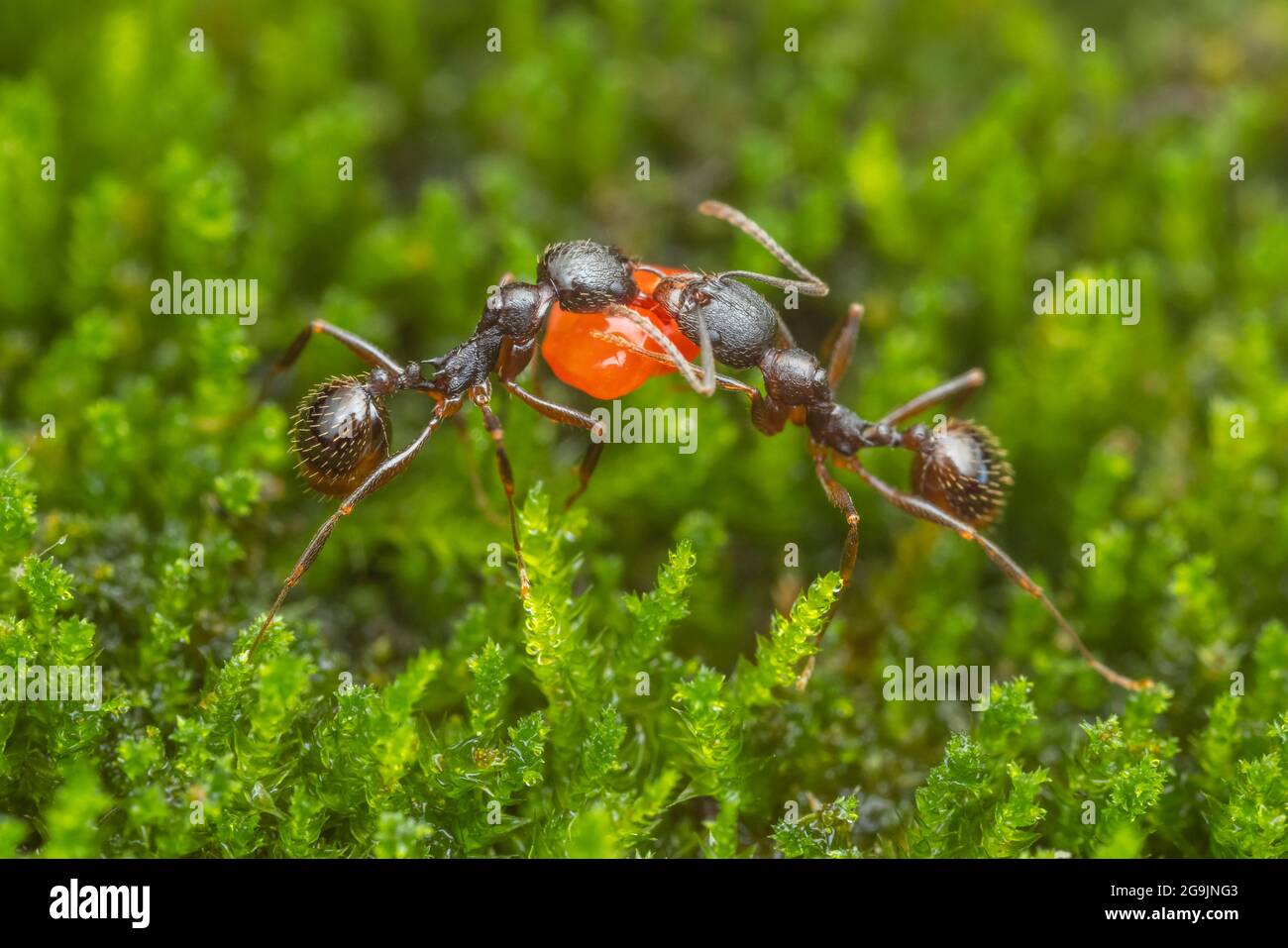 Dos trabajadores de la Ant con cintura espina (Aphaenogaster picea) llevan una semilla de vuelta a su colonia. Foto de stock