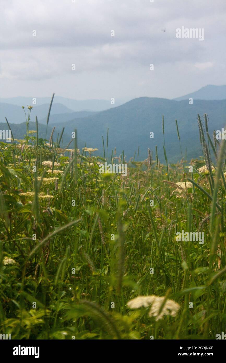 Vista de las Montañas Blue Ridge desde una sección de la ruta Appalachain Trail en Carolina del Norte Foto de stock