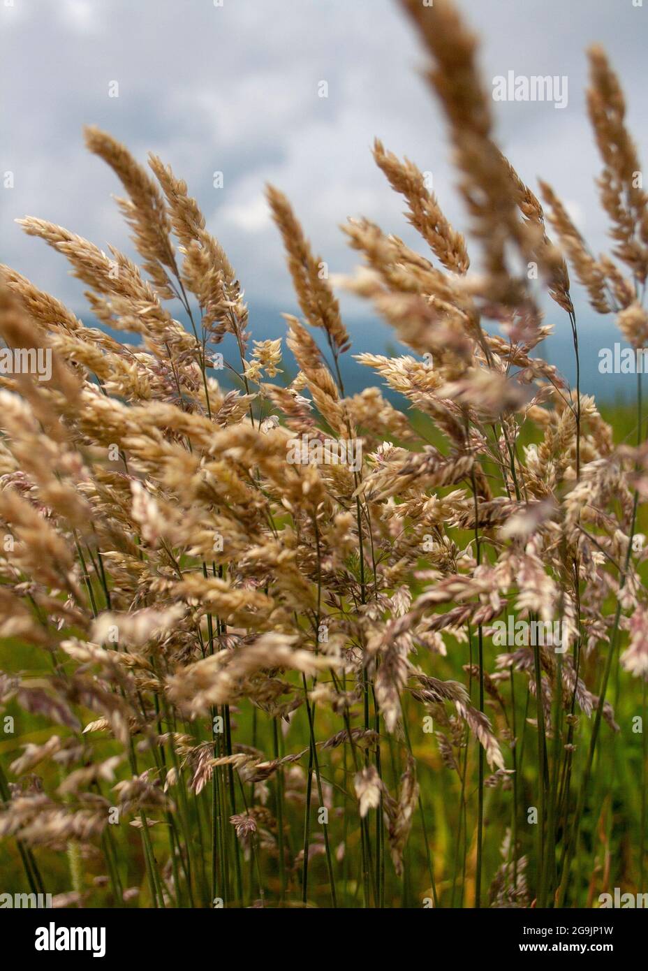 Primer plano de granos silvestres que crecen en un prado Foto de stock