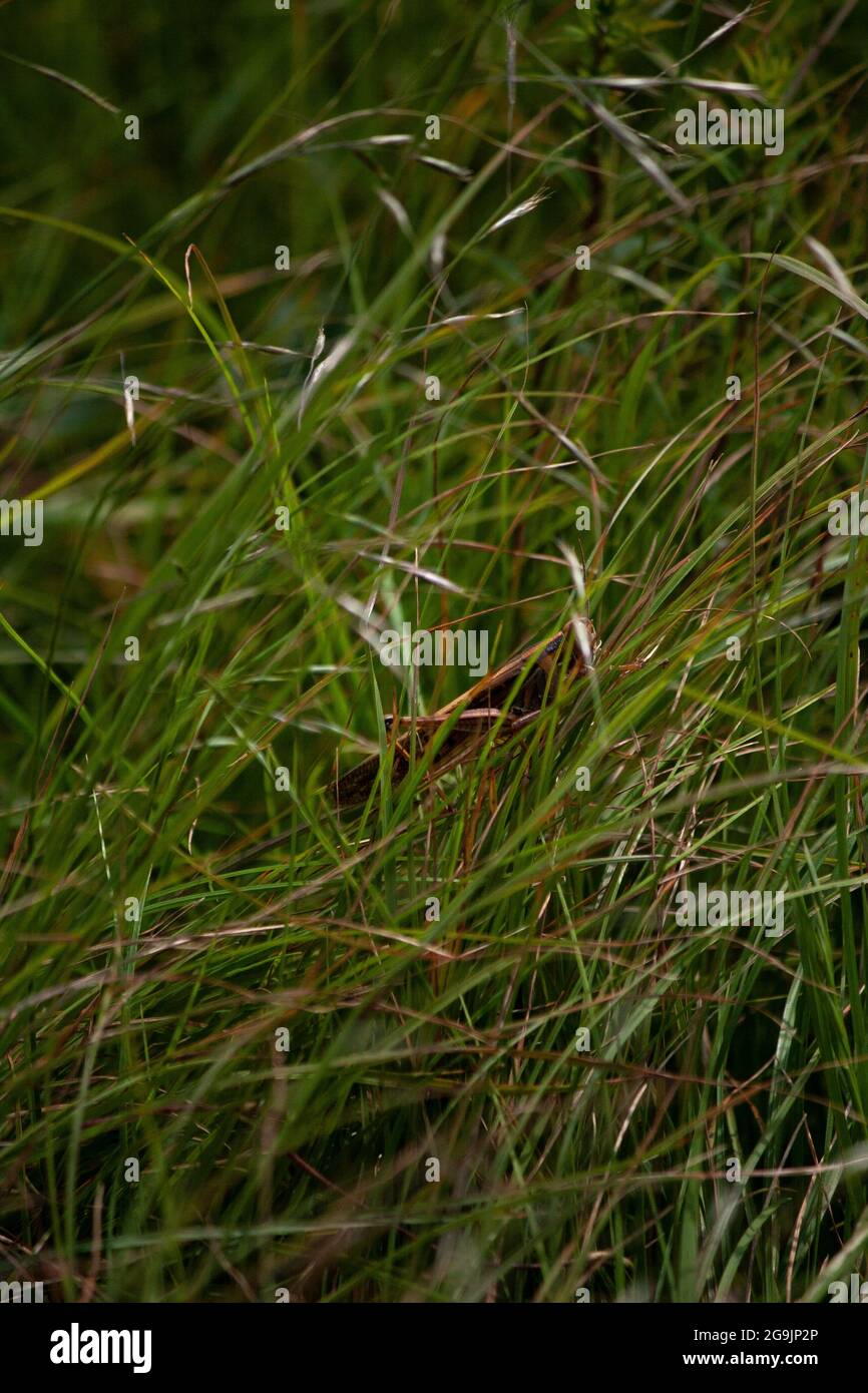 Un gran saltamontes escondido en un prado de hierba Foto de stock