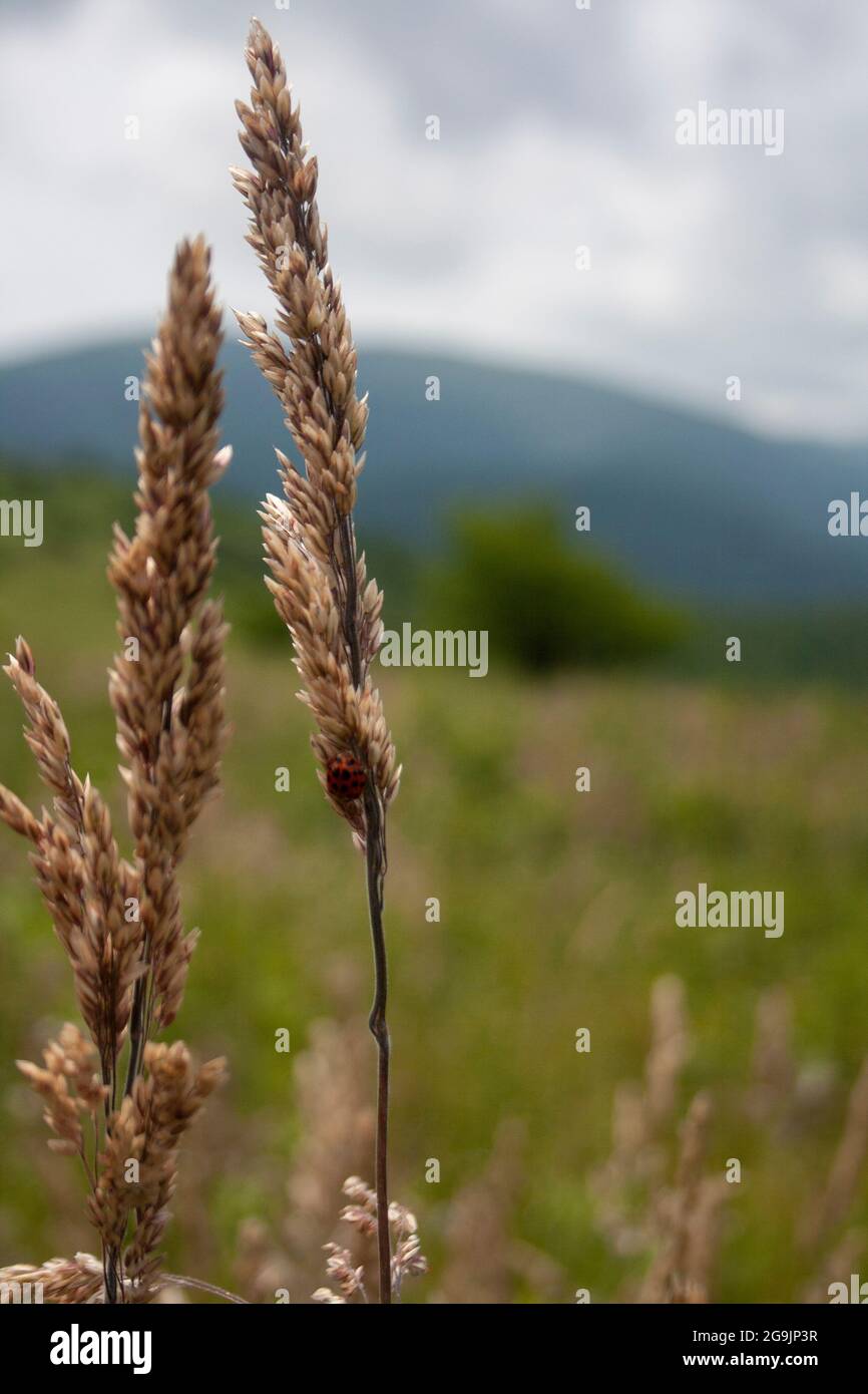 Un grano que crece en un prado con una mariquita en la base Foto de stock