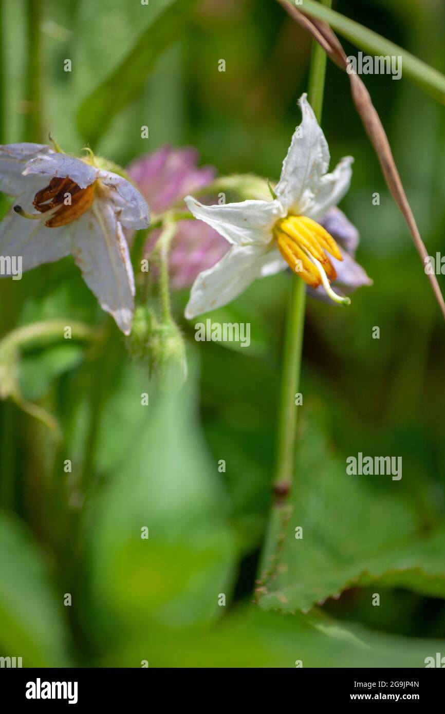 un primer plano de la flor silvestre Carolina Horse Nettle que crece en un prado Foto de stock