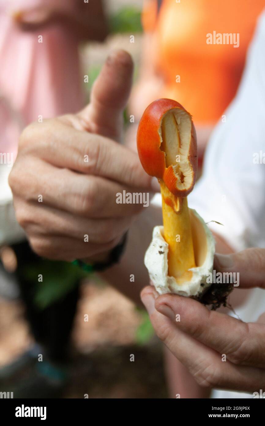 Una persona sostiene un hongo salvaje y señala como si enseñara lo que es Foto de stock