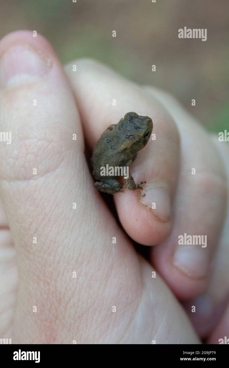 Una rana pequeña que se sostiene en la mano de una persona Foto de stock