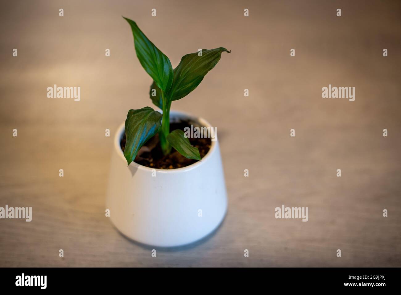 Un bebé spathiphyllum, o lirio de la paz, creciendo en una olla blanca y será una planta ideal de la casa con flores blancas Foto de stock