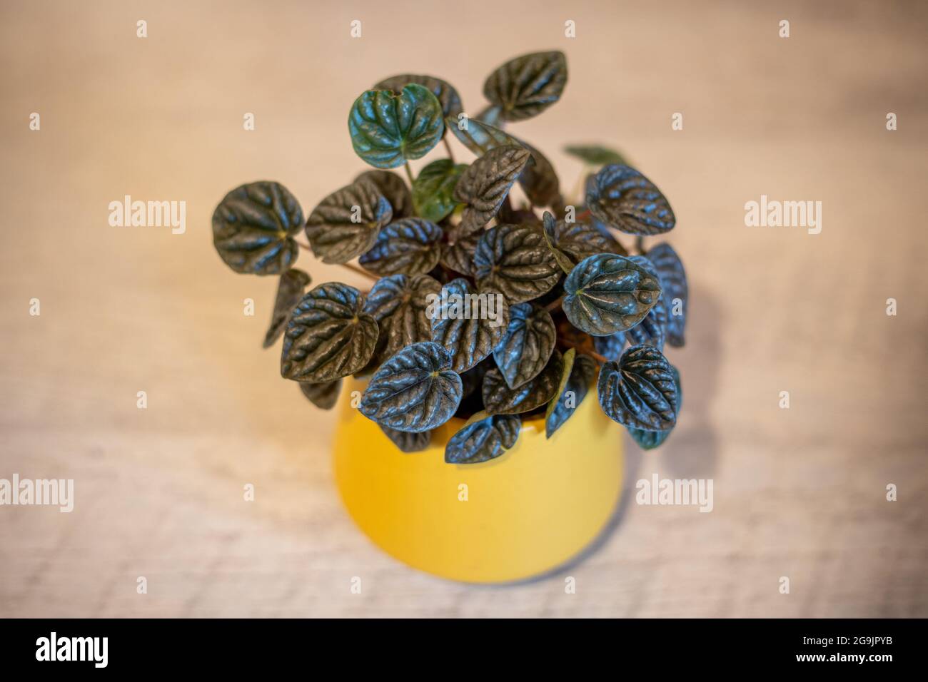 Una casa propagada de peperomia que crece bien en una olla de color amarillo mostaza Foto de stock