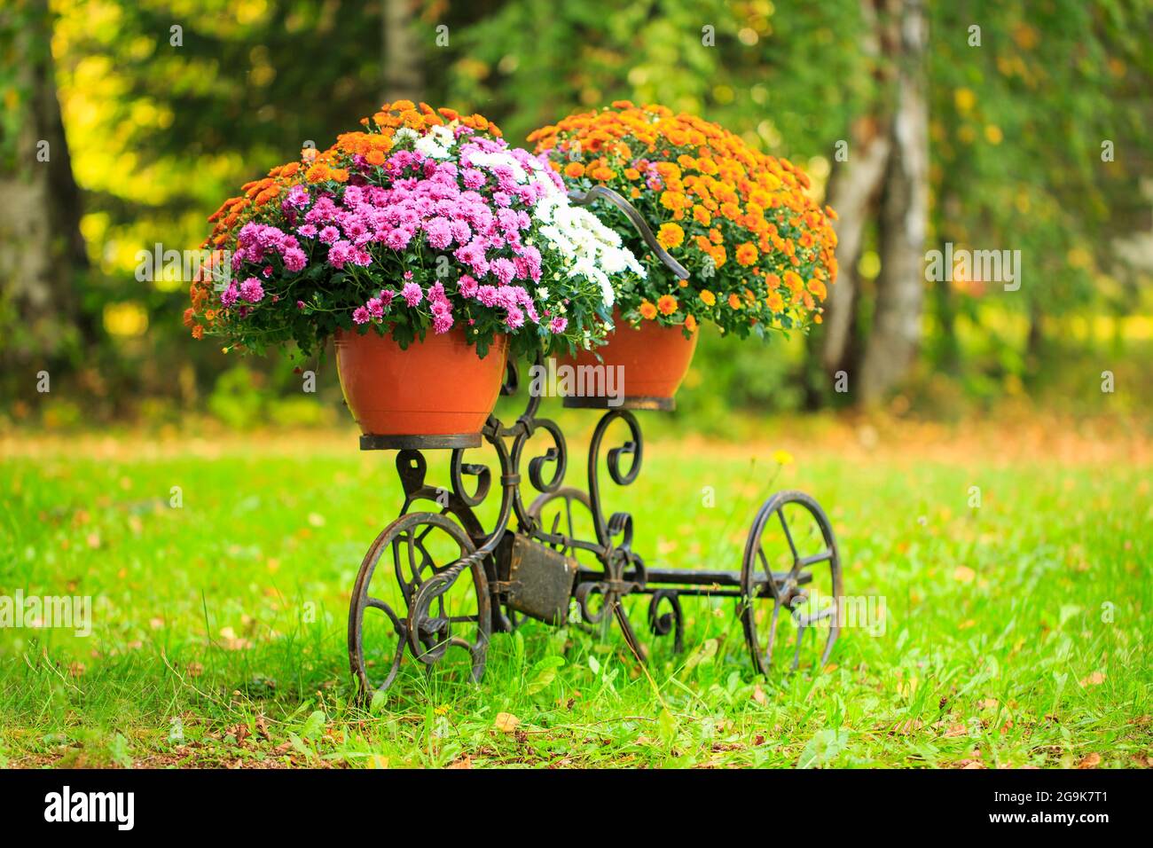 Cesta de flores en el tronco de una bicicleta vieja. Decoración de jardín estilo provenzal. Entrega de flores. Pedidos en línea en una tienda de flores. Reutilización de las cosas, la segunda vida de la bicicleta. Foto de stock
