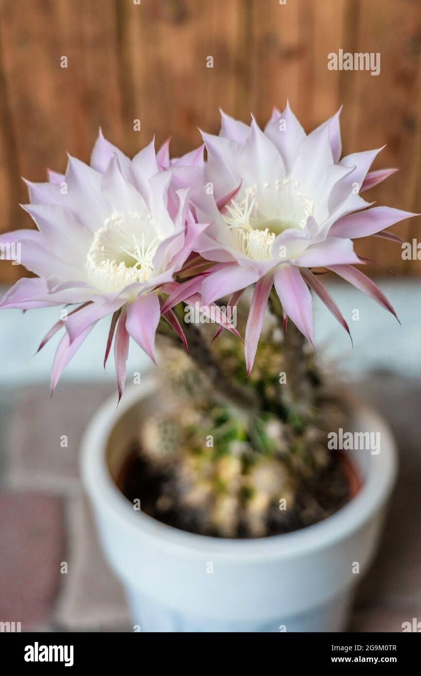 Primer plano vertical de un cactus de flor grande con un par de flores  rosadas sobre un fondo borroso Fotografía de stock - Alamy