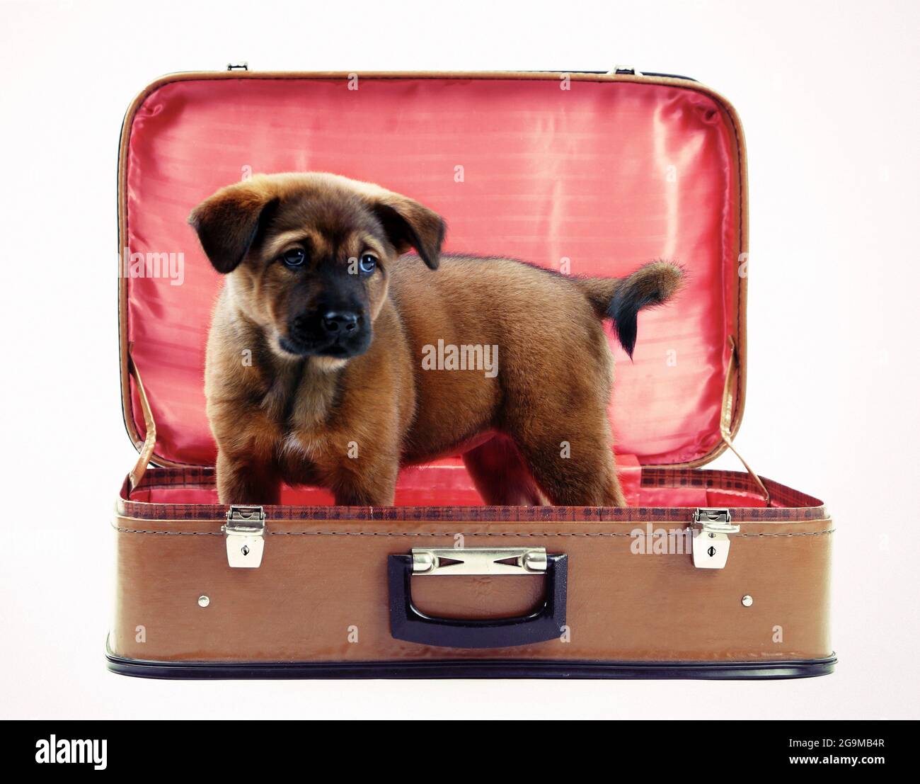 Lindo perrito en maleta de cuero aislado en blanco Fotografía de stock -  Alamy