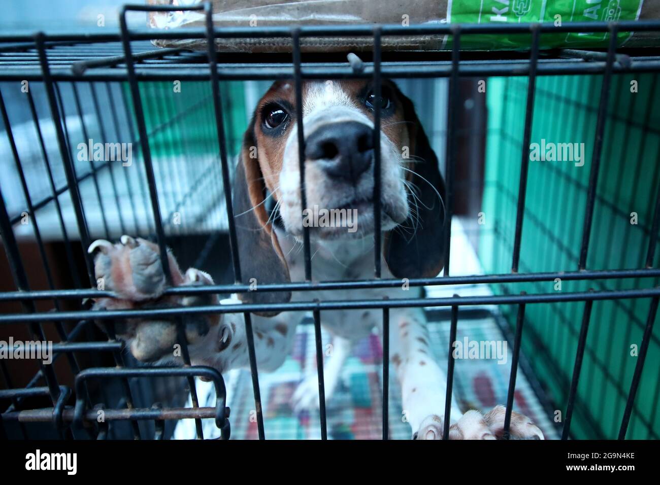 Бурматов закон о защите животных. Животные на птичьем рынке. Торговля животными в зоомагазине. Торговля животными в зоомагазине. Торговля животными в зоомагазине.