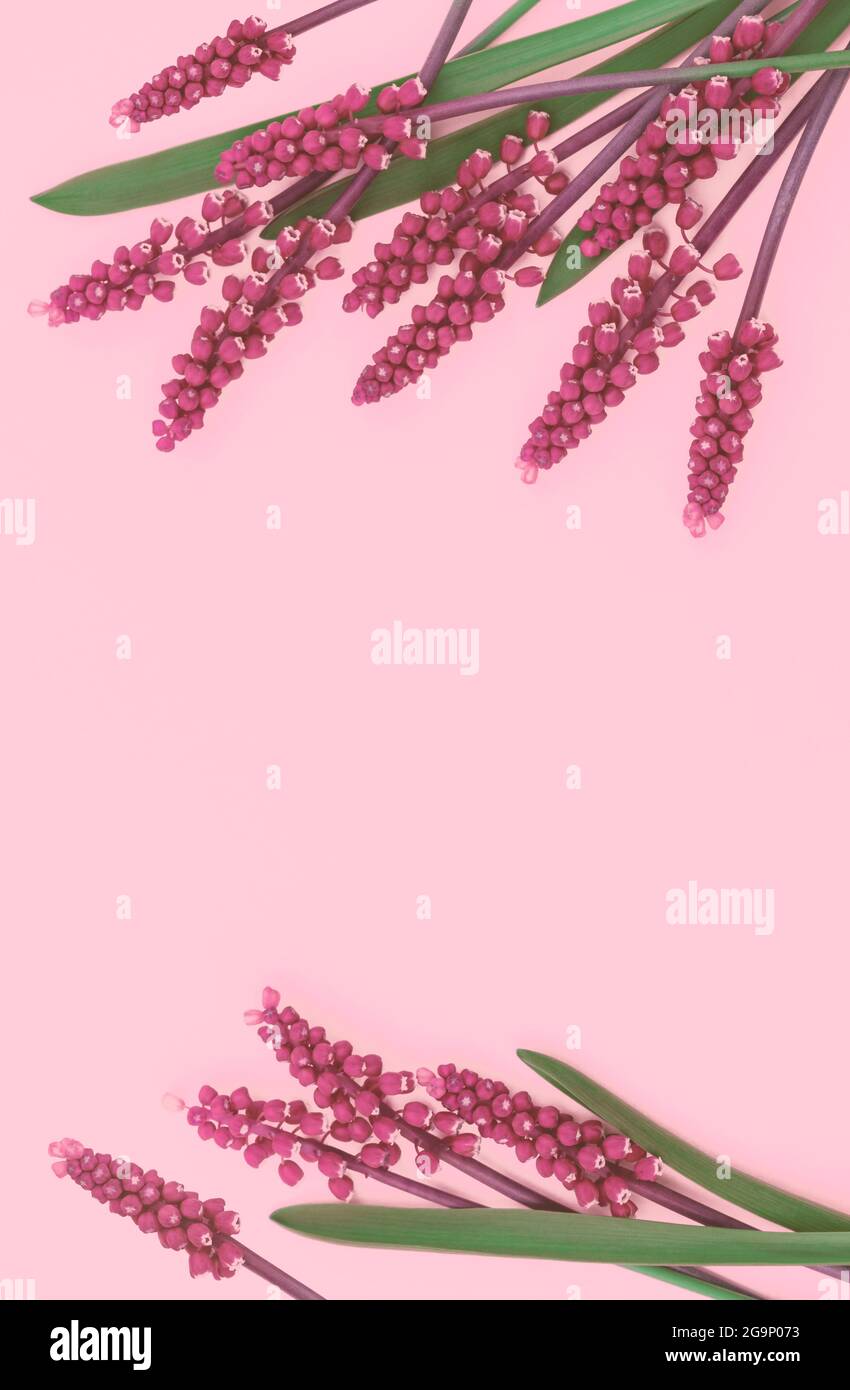 hermosos fondos de pantalla de flores para celular