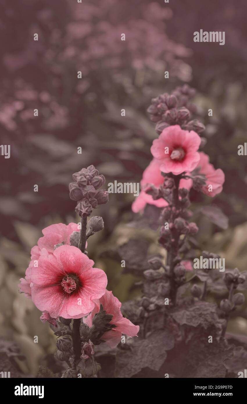 Fondo de pantalla móvil de flores fotografías e imágenes de alta resolución  - Alamy