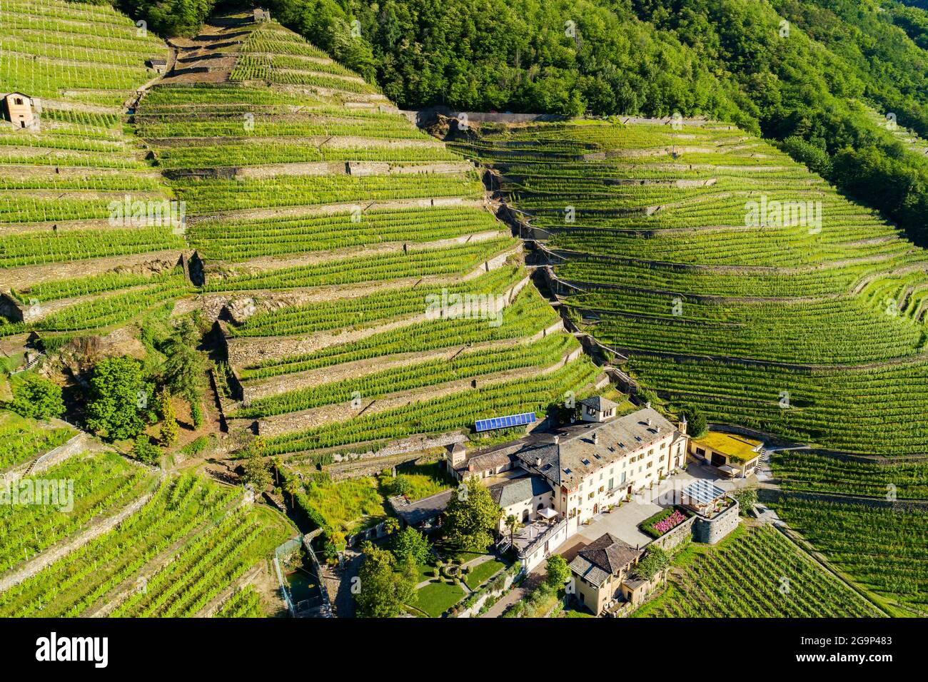 Valtellina (IT), Bianzone, Vista aérea de los viñedos de Nebbiolo Foto de stock