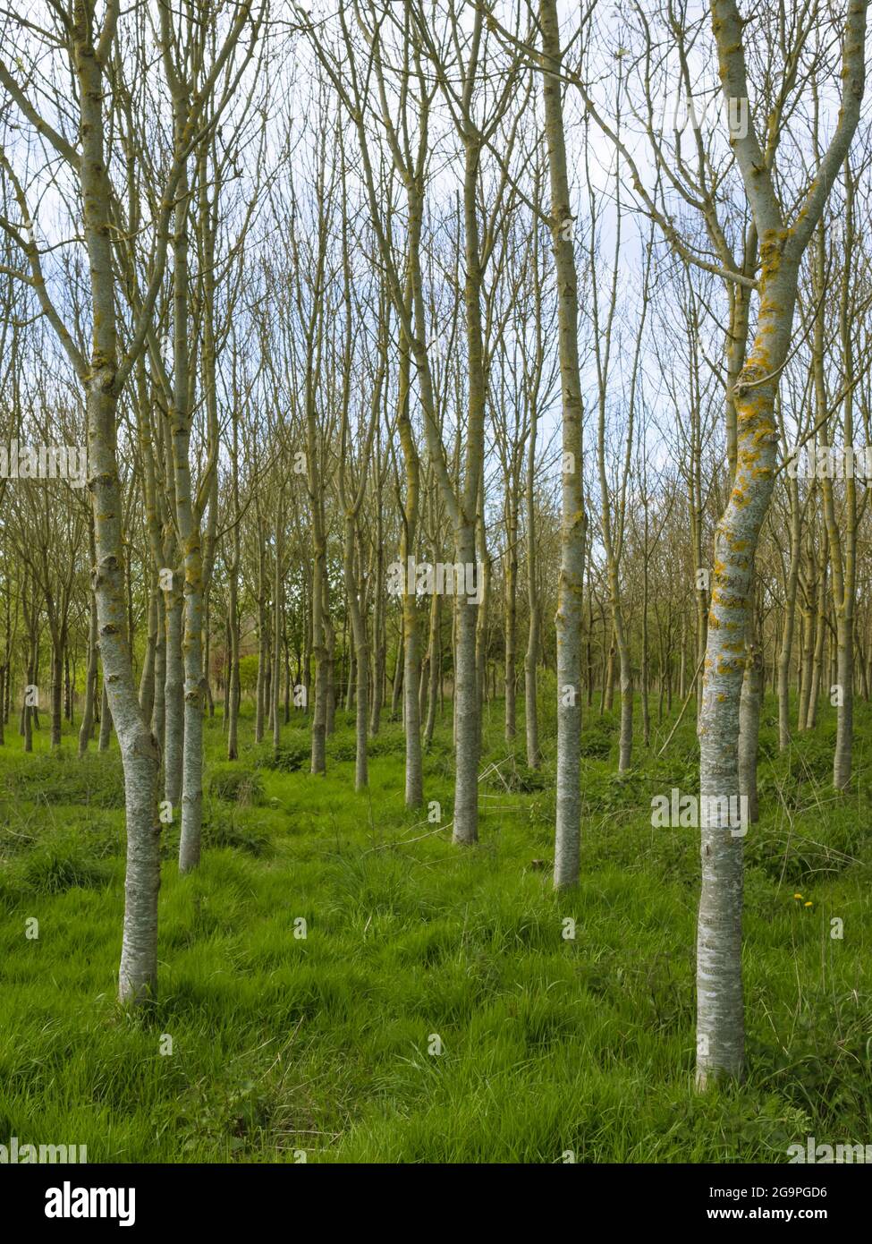 Un bosque en el Reino Unido a principios de la primavera con árboles de abedul plantados en filas uniformes en el borde de un campo agrícola. Foto de stock