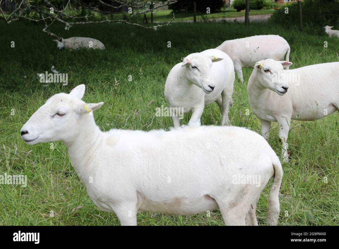 Cerca cortan ovejas blancas en un campo Foto de stock