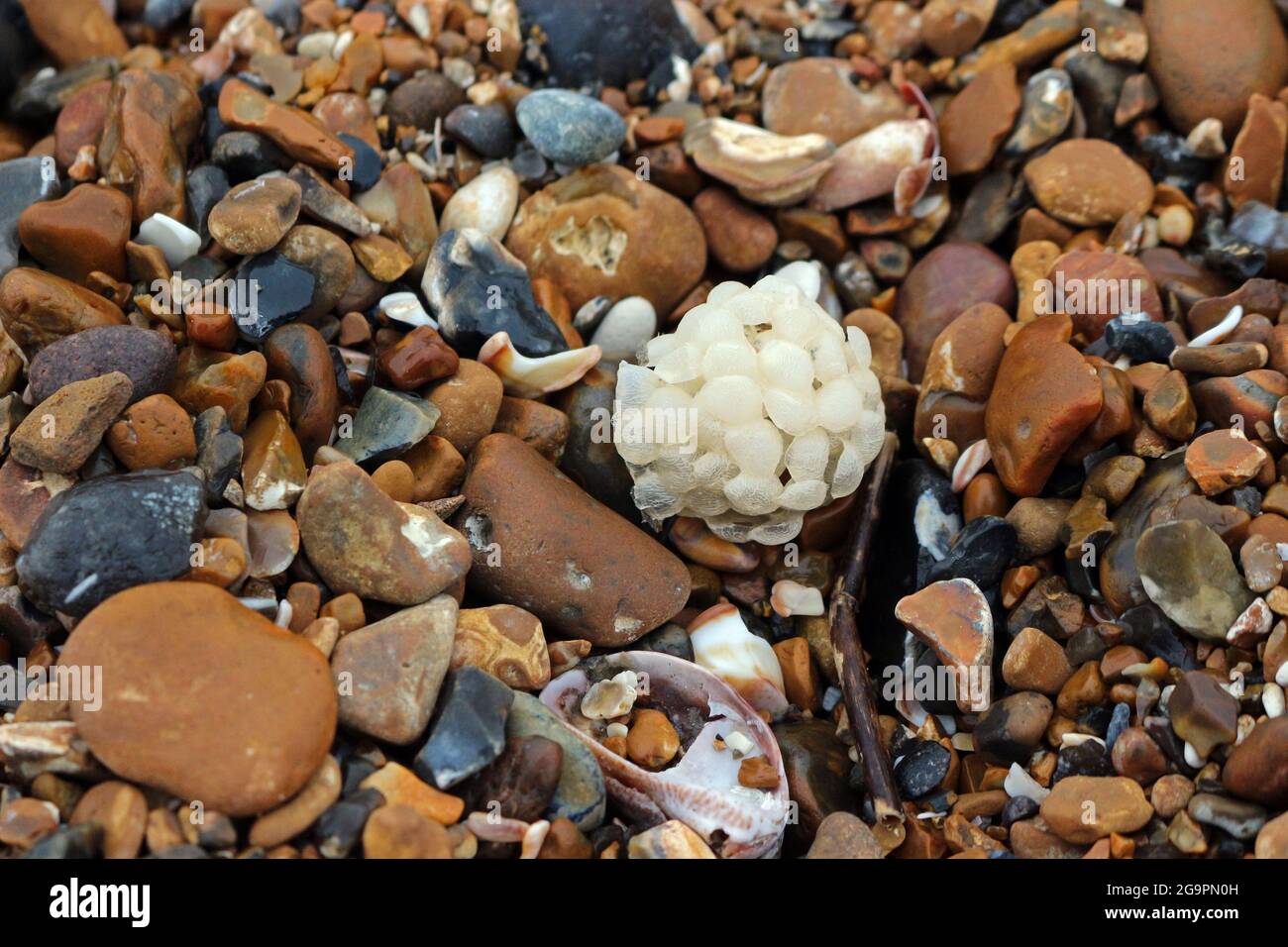 una caja de huevos muy común con guijarros en la playa Foto de stock