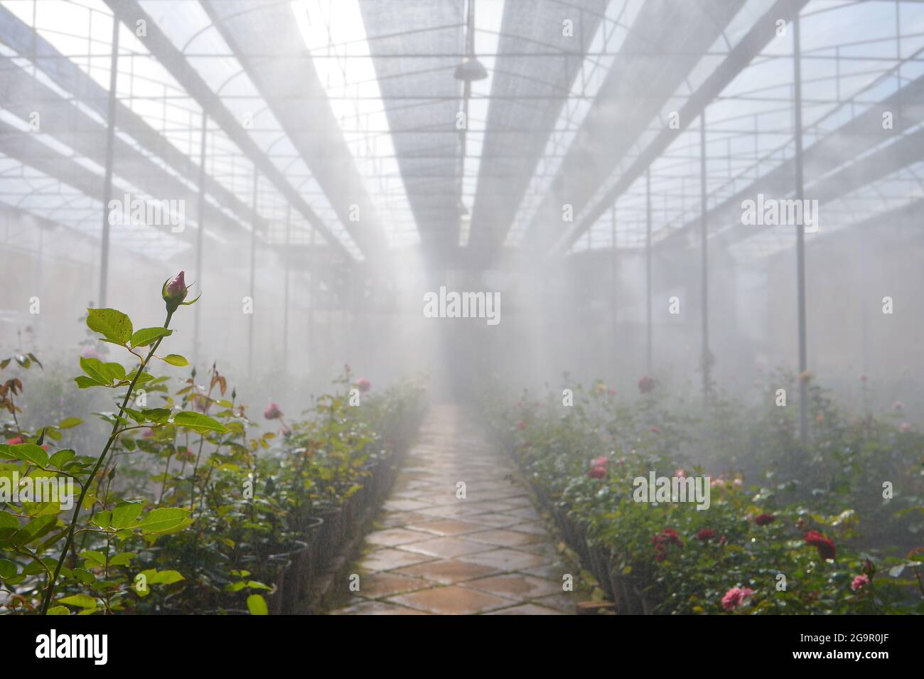 Plantación de rosas en un invernadero, rosas floreciendo en un