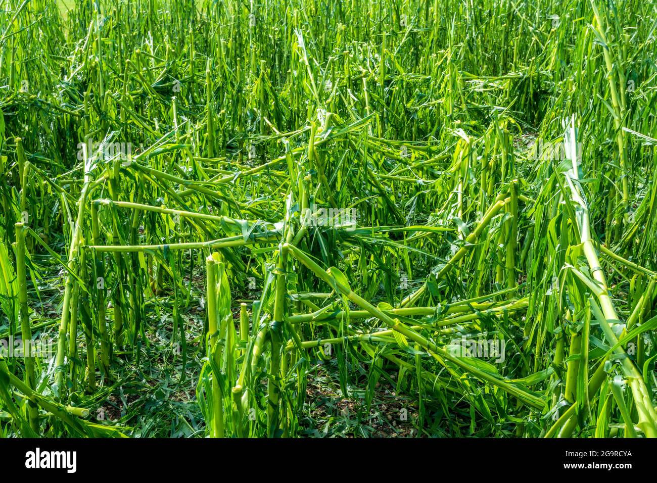 Hagelschaden und Starkregen zerstört Landwirtschaft in Bayern nördlich von Murnau Foto de stock