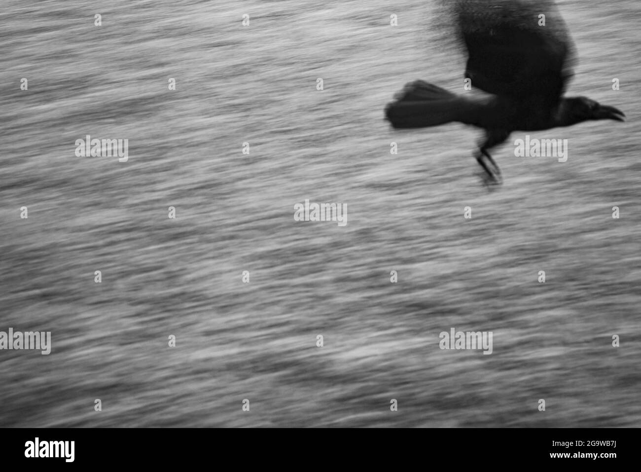 Abstracto Blanco y Negro Crow en movimiento Foto de stock