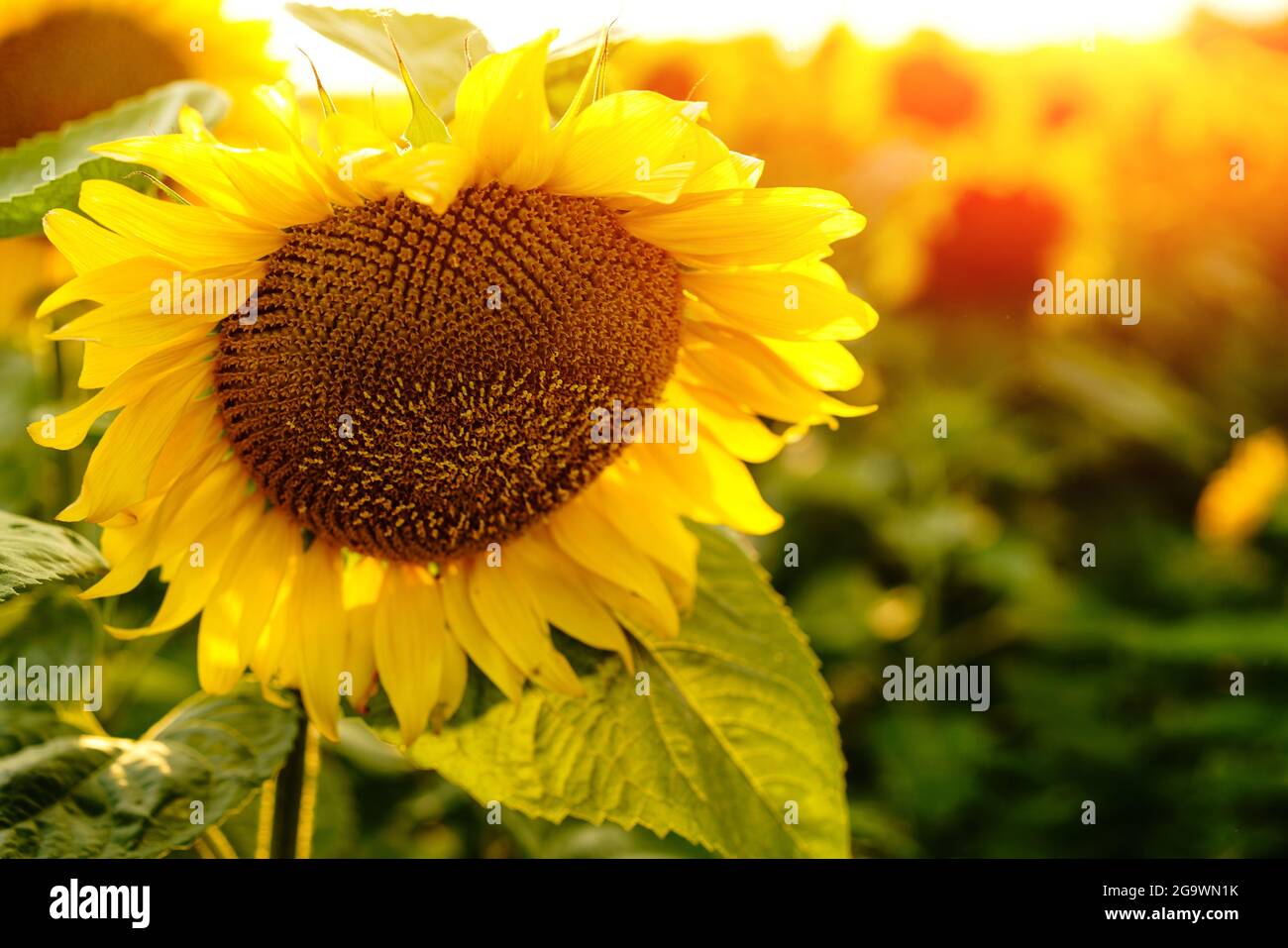 Campo de girasol, flores. Paisaje de una granja de girasol. Producir aceite  de girasol natural respetuoso con el medio ambiente. Muchas girasoles.  Enfoque selectivo Fotografía de stock - Alamy