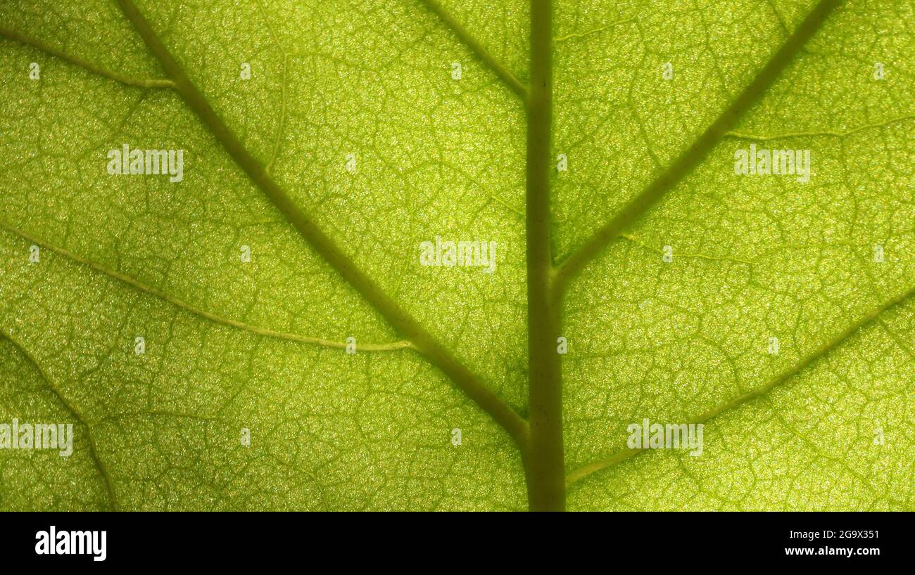 Macro EXTREMA Detalle de primer plano de una hermosa hoja verde retroiluminada que muestra las venas y los patrones de estructura celular. Foto de stock