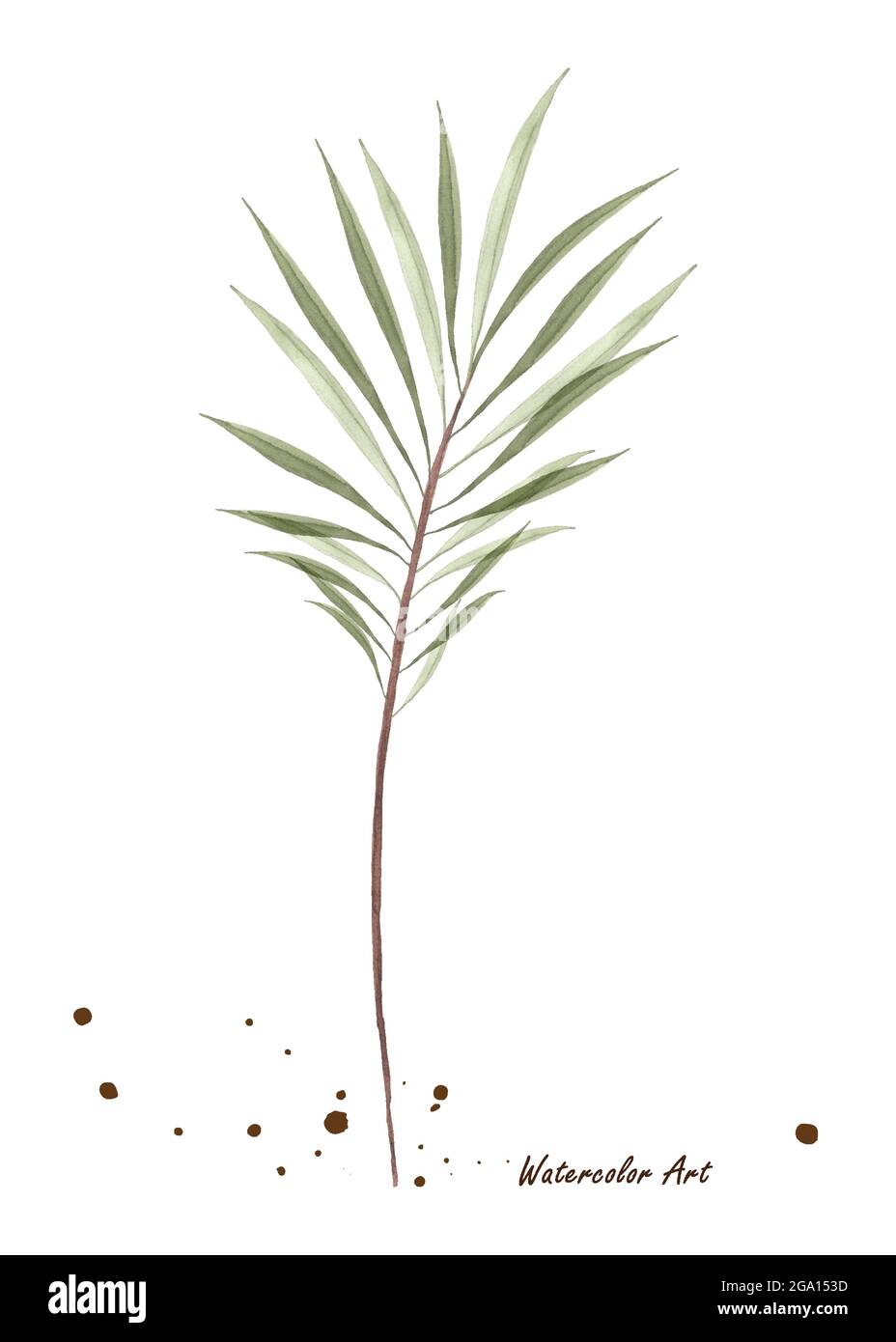 Acuarela Hojas de palma verde transparente aisladas sobre fondo blanco. Acuarela art botánica pintada a mano. Perfecto para invitaciones, tarjetas de felicitación, Ilustración del Vector